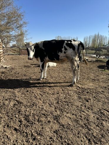 животные собаки: Продаю | Тёлка | Голштин | Для разведения | Нетель