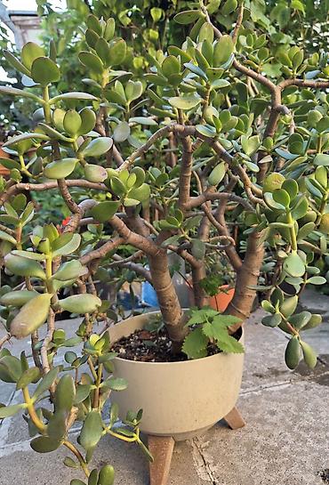 orxideya torpağı: 💵 Pul gülü (Crassula ovata) – iri, budaqlı sukulent 💵 Crassula ovata — 5