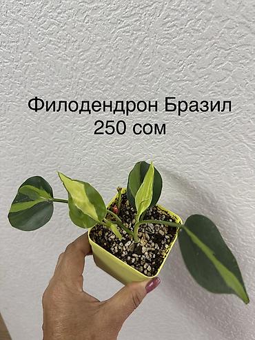 Кактустар: Укорененные черенки/отростки. Адрес 8 мкр — 10