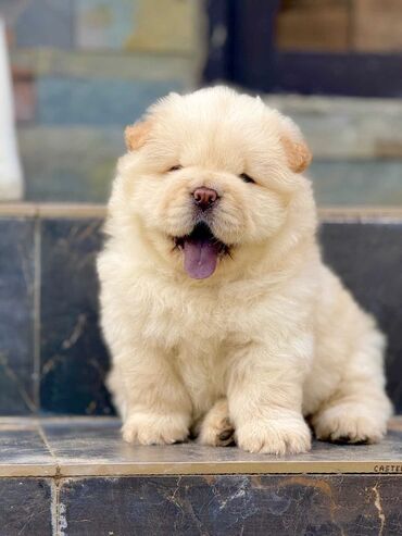 ingilis it adlari: Чау-чау