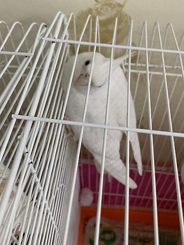 Зоотовары: Məhsul: Nimfa (Cockatiel) papuqayları və qəfəs dəsti Təsvir: - — 4
