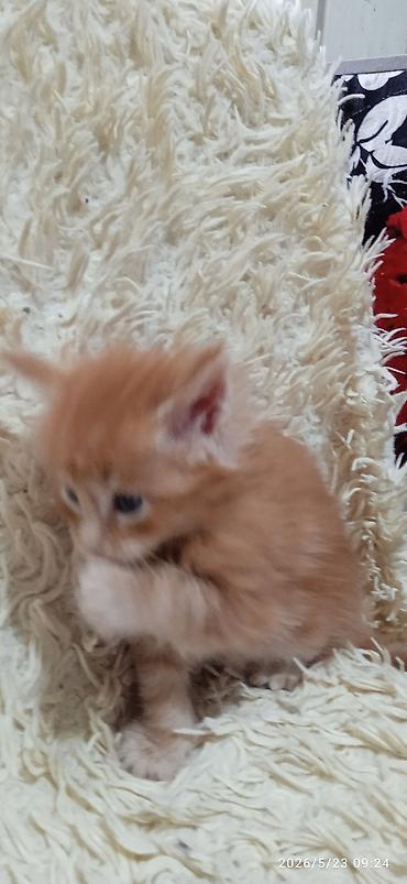 Продажа кошек: Мейн-кун, 1 месяц, Девочка at lalafo.kg — 8 Продажа кошек: Мейн-кун, 1 месяц, Девочка — 8