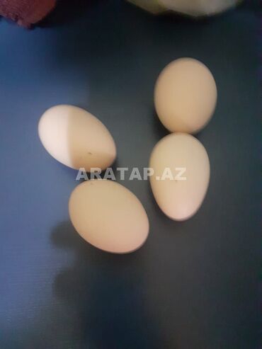 K/t heyvanları və malları: Brama serebris toyuqların yumurtası satılır