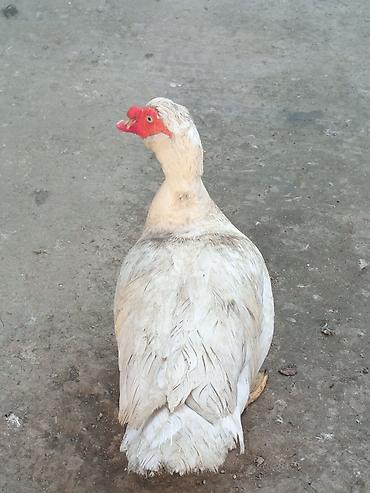 Ördəklər: Heyet balaca olduqdan satram 260 manata 12 dənədi 2 Erkey 10 dişi — 13