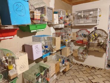 Qəfəslər: Bina evinə köçməyimlə bağlı olaraq papuqay ferması satılır. Cavan — 11