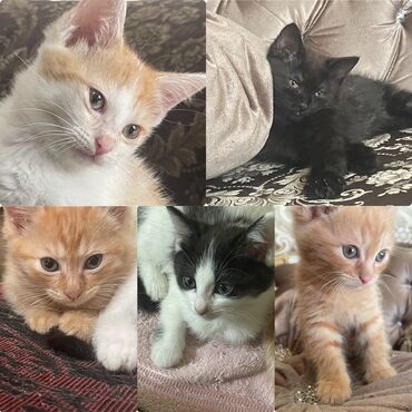 котята в бишкеке: Кошка даром: Беспородная, 3 месяца, Мальчик