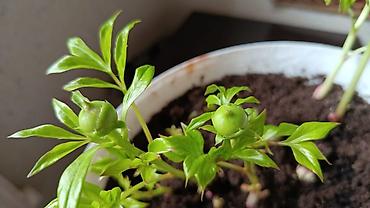 Другие садовые цветы и кустарники: Пион травянистые сорта. Пионы гибридные сорта. Пионы древовидные — 20