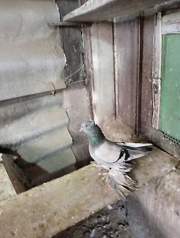 Птицы: Продаю молодых голубей 1 шт стоит пятьсот сом окончательно родители — 5