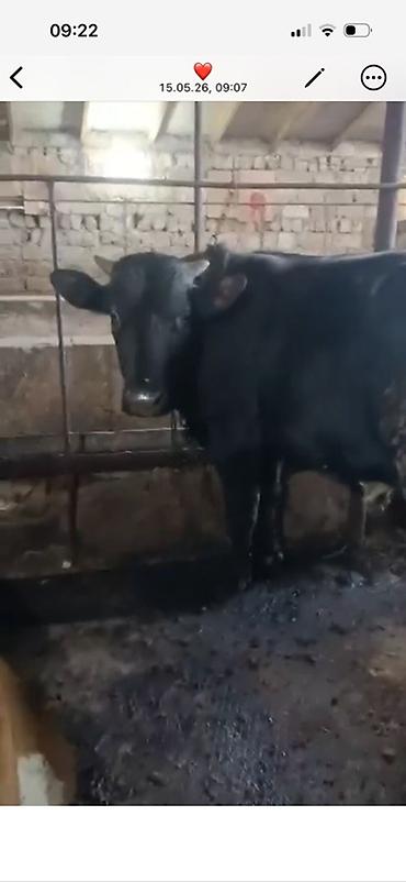 dana inek: Erkek kök dana satilir 8.2 manatdan diri çekiyle terezide. Unvan Baki — 1