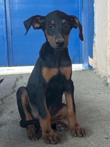 Pişiklər: Doberman