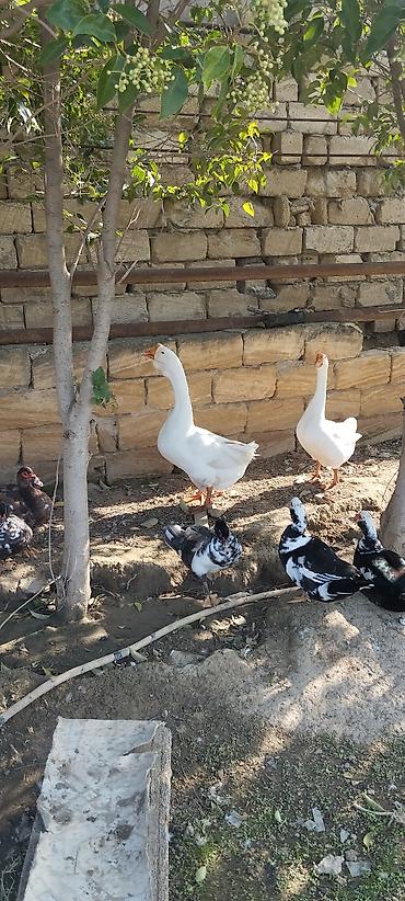 derzi quşu: Xalmaqorla qarişıqdır 6 aylıq tam sağlam 2 ədəddir 2də erkəkdir qiymət — 6