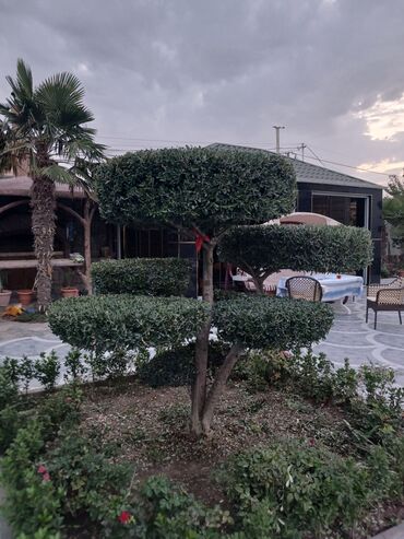 Landşaft işləri: Bağbanam kime bağban lazımdırsa buyura biler — 5