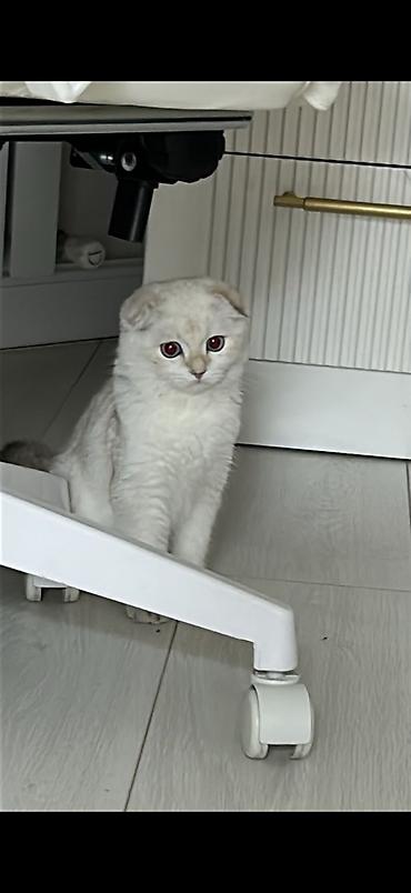 Үй жаныбарлары: 🐾 Ищем котика для будущей вязки 🐾 Наша кошечка — скоттиш-фолд, сейчас — 2