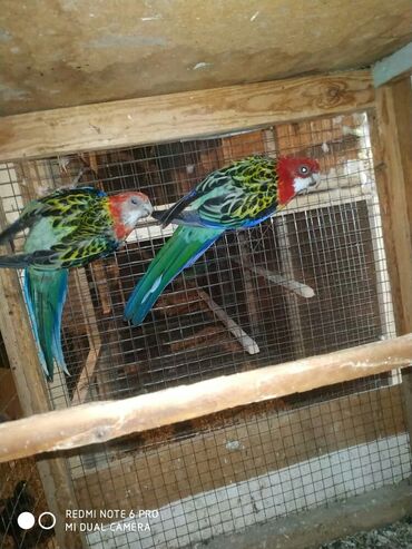 Птицы: Попугаи волнистые at lalafo.kg — 4 Птицы: Попугаи волнистые — 4