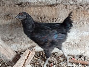 сколько стоит кролик домашний: Продаю | Куры | Домашняя | Для разведения