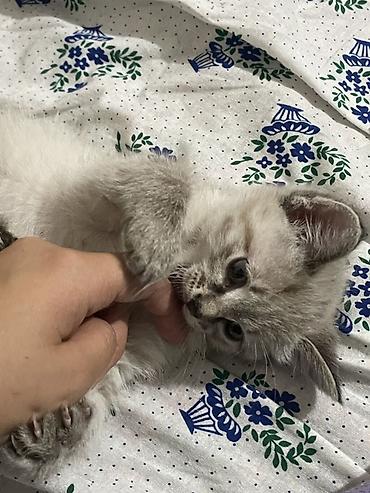 котенок шиншилла цена: 4 месяца, Девочка, Метис, Приучена к лотку — 2
