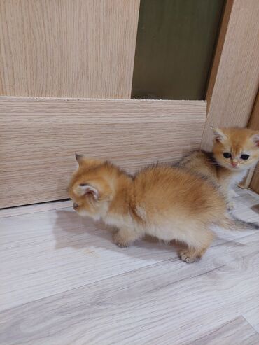 Pişiklər: Qızıl şinşilla, Erkək, Dişi, Yaxşı əllərə, Ünvandan götürmə — 16