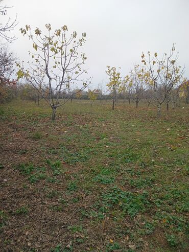 Torpaq sahələrinin satışı: 10 sot, Kənd təsərrüfatı, Mülkiyyətçi, Kupça (Çıxarış) — 3