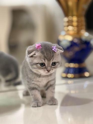 Кошки: Шотландская вислоухая — 1