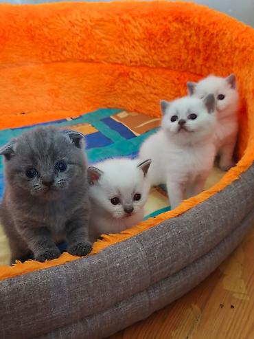 Кошки: Шотландская, Самец, В добрые руки — 1