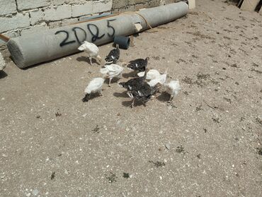 quş yuvaları: 2 aylıq hinduşka balaları satilır 10 ədəddi hamisin alana endirim