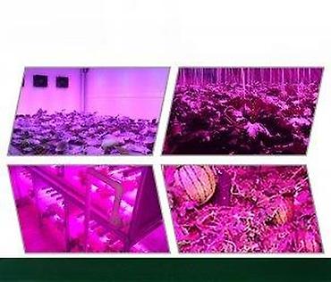 Rasveta: GROW LED TRAKA ZA RAST BILJAKA 3:1 5050 DIODE 12V | *Brojni — 13