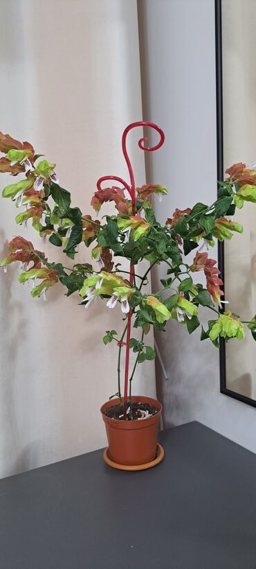 Другие комнатные растения: Белоперони или второе название Юстиция. Цветет круглый год