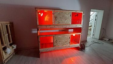 Товары и оборудование для с/х животных: Прошу уточнять наличие и читать внимательно, Брудер для — 1