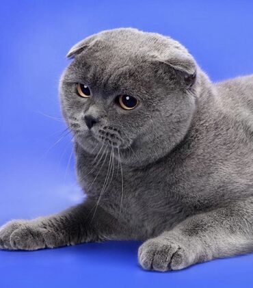 Коты: Продаю Чисто Кровный Кота Scottish Fold Вислоухий Зарегистрирован