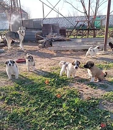 İtlər: Kanqal, 1 ay, Erkek — 8