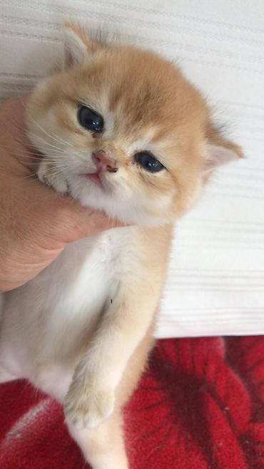 Pişiklər: Britan — 13