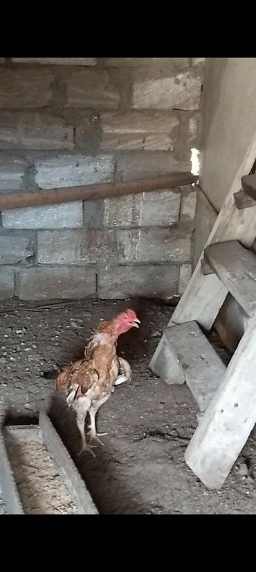sibirya kurdu: Salam heyratı xoruzu 6 aylıqdı Xarkov xoruzu 8 aylıqdı ikisidə satılır — 1