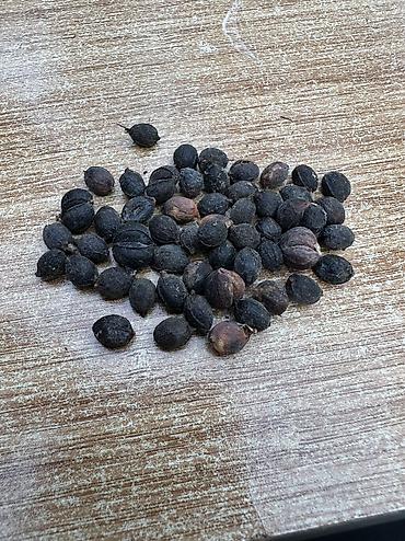qargidali toxumu: Vaşinkton palmasi (qiymət 10- 15manat ) (500-550 dənə var ) Böyuk — 4