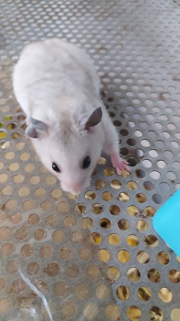 Gəmiricilər: Xamyaklar 🐹 Hamster. Uşaqların sevinci. Əldə oynayan xamyaklar — 3