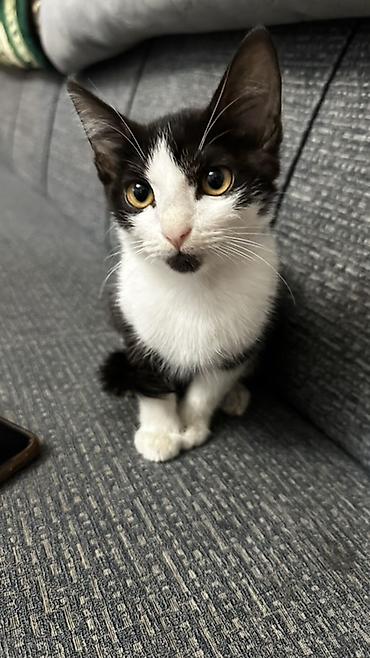 сайт животных: Котята – домашние, ручные, игривые Описание: - Помёт из нескольких — 3