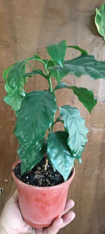 кофейное дерево: Кофейное дерево (Coffea arabica)Нана, карликовый — комнатные саженцы в — 1