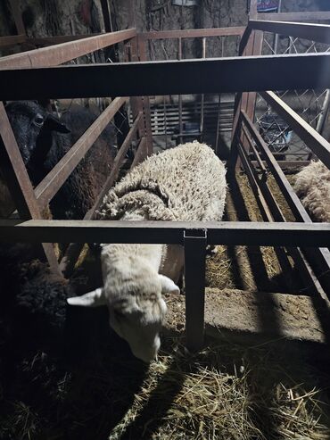 Баран, овца: Продаю | Баран (самец) | Для разведения | Осеменитель — 9