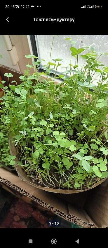 Люцерна: Люцерна at lalafo.kg — 1 Люцерна: Люцерна — 1