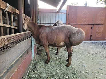 Баран, овца: Продаю | Баран (самец) | Для разведения — 3