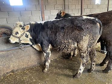 Коровы, быки: Продаю | Бык (самец) | На откорм — 6