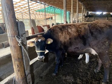 домик для кошки многоуровневый: Продаю | Корова (самка) | Айрширская | Для молока | После отела