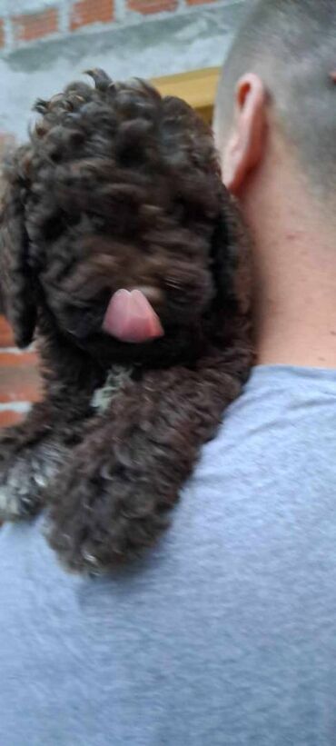 Psi: Prelepi štenci Lagoto Romanjolo dostupni za nove domove. Rođeni — 6