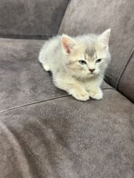 pişik sumkasi: Şinşilla, Dişi, Yaxşı əllərə, Ünvandan götürmə