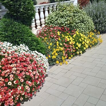 Bağbanlar: Bağ işləri ağac və kolların budanması,şəkilləndirməsi dərmanlara qazon -da lalafo.az — 26 Bağbanlar: Bağ işləri ağac və kolların budanması,şəkilləndirməsi dərmanlara qazon — 26