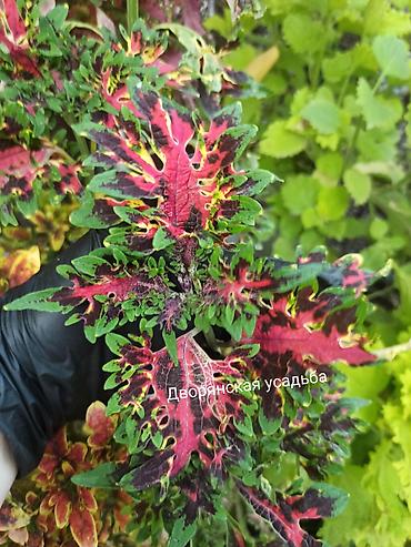 суу химия: Коллекция декоративных колеусов (Coleus) — яркие сортовые растения для — 4