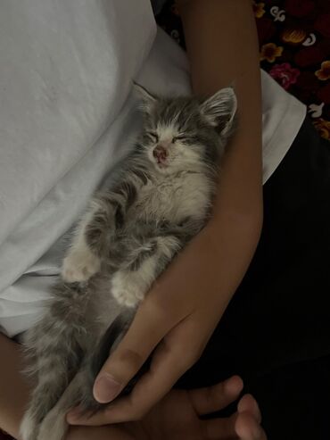 кошка с разными глазами: 1 месяц, Девочка