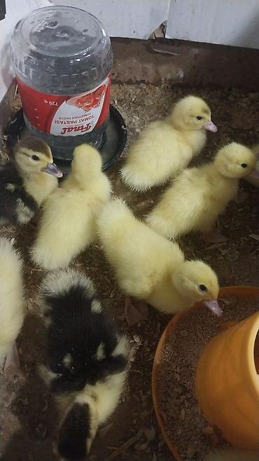 su tisbaga: Muscovy (indo) ördək balaları - Şəkildə göründüyü kimi sarı və — 1