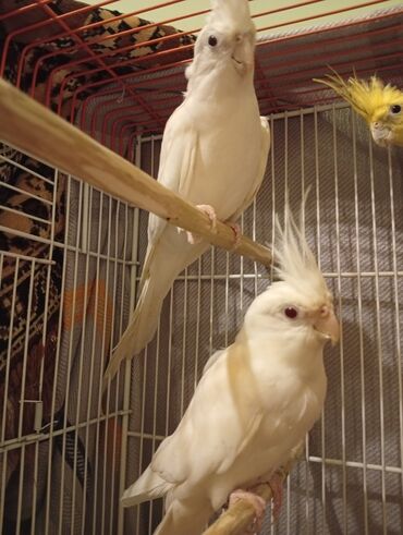 quş yuvaları: Albinos cütü satılır,tam sağlam quşlardır,ələ gəlirlər
