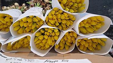 Тюльпан: Тюльпаны оптом и в розницу !!! Можно букет заказать цены самые — 5