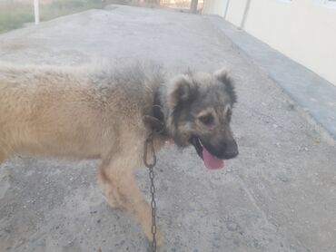 itlər pekines: Alman çoban iti, 1 il, Erkek, Peyvəndli, Ünvandan götürmə